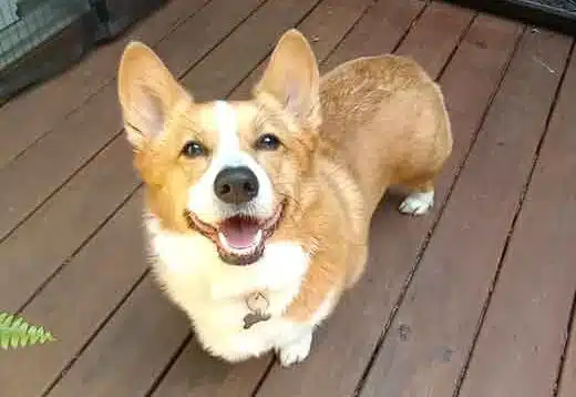 Yogi the Corgi
