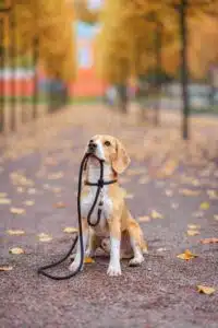 Fall with dog holding leash
