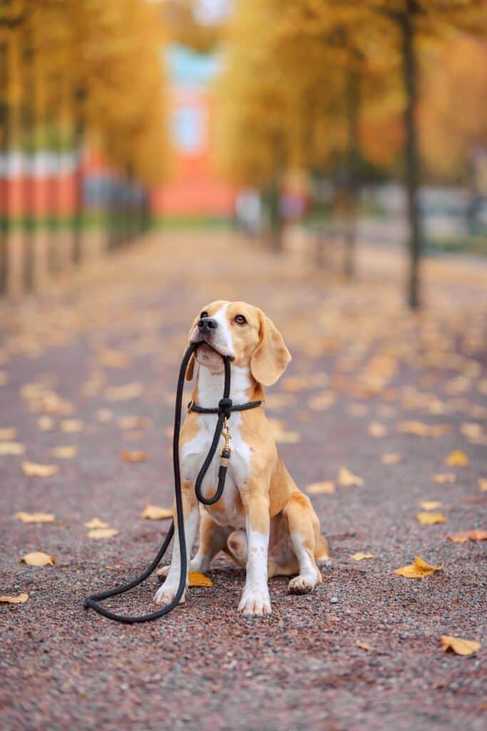 Fall with dog holding leash