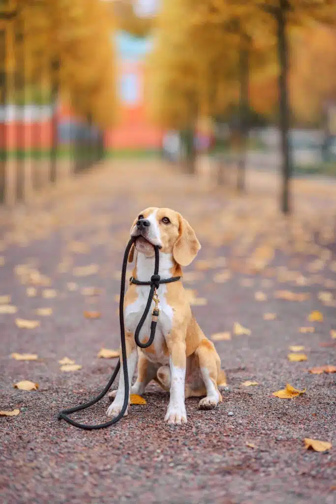 Fall with dog holding leash