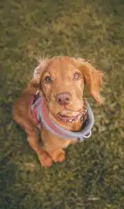 Puppy Training